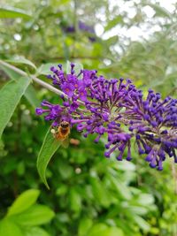 Close-up of bee pollinating on purple flowering plant