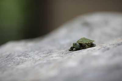 Close-up of lizard on rock