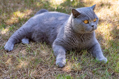 Black cat looking away on field