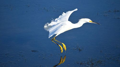 Bird in lake