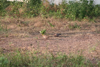 View of lizard on field