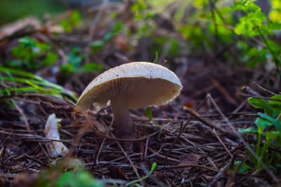 Close-up of mushroom on field