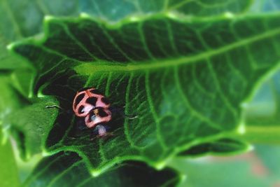 Close-up of insect on plant