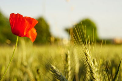 Close-up of poppy growing on field