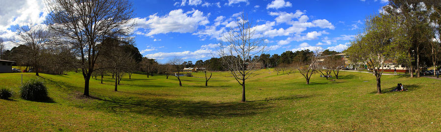 Trees on grassy landscape against sky in park
