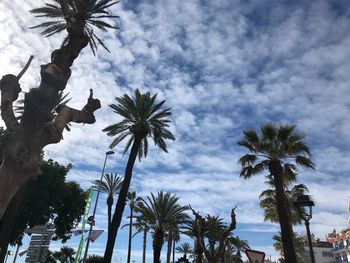 Low angle view of palm trees against sky