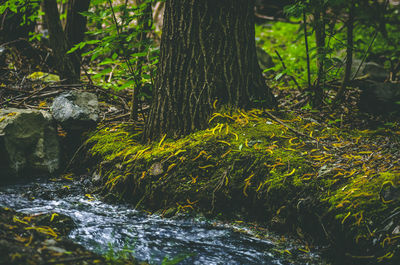 Scenic view of waterfall in forest