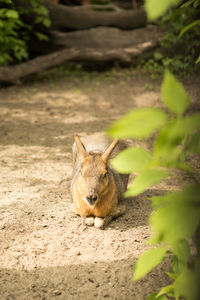 Portrait of an animal on land