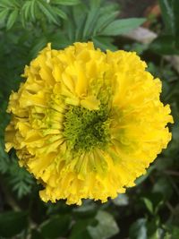 Close-up of yellow flower blooming outdoors