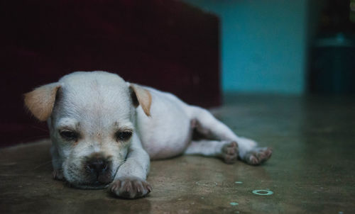 Portrait of puppy resting on floor
