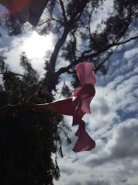 Low angle view of flower tree against sky