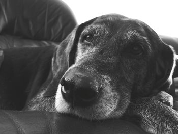 Close-up portrait of dog