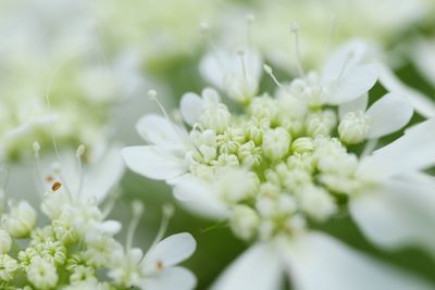 Close-up of white flowering plant