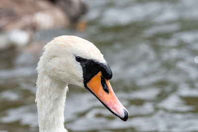 Close-up of swan in lake