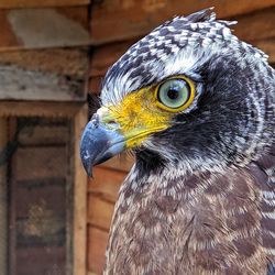 Close-up of a bird