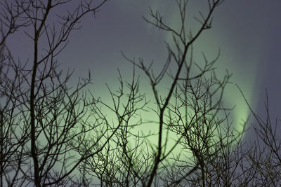 Low angle view of bare trees against sky