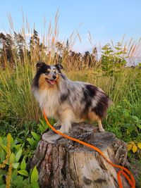 View of a dog on field