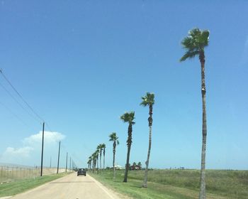 Road amidst palm trees on field against blue sky