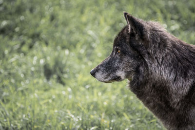 Close-up of dog