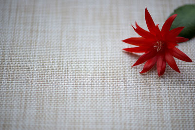 Close-up of red flower on table