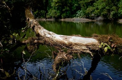 Scenic view of lake in forest