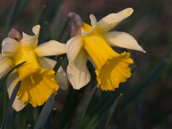 Close-up of yellow daffodil