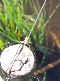 Close-up of insect on plant