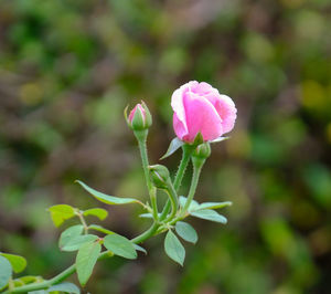 Close-up of pink flowering plant