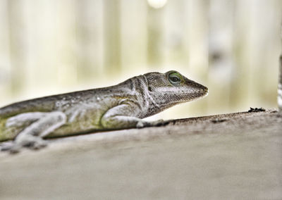 Close-up of lizard