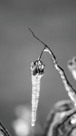 Close-up of insect on plant