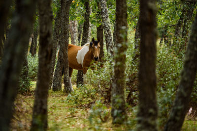View of a horse in the forest