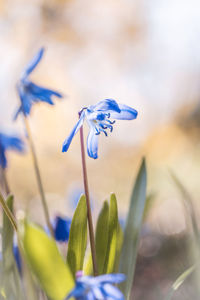 Close-up of purple flowering plant