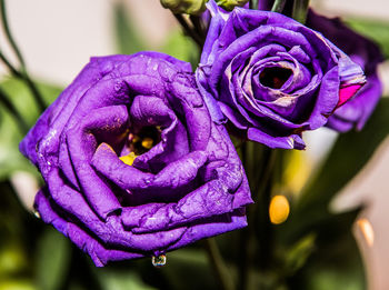 Close-up of purple rose