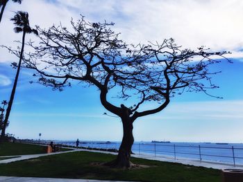 Bare trees by sea against sky