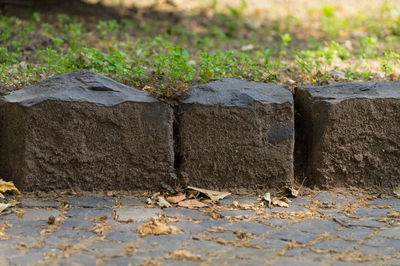 Surface level of grass