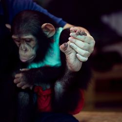 Cropped image of person holding monkey hand outdoors