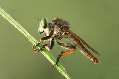 Close-up of bird perching on leaf