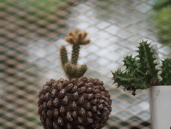 Close-up of potted plant against blurred background