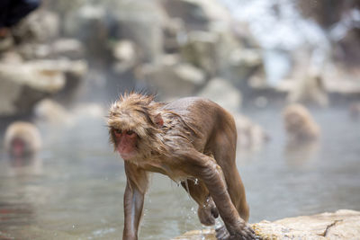 Monkeys in a water