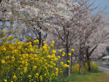 Yellow flowers on branch