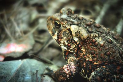 Close-up of frog on leaf