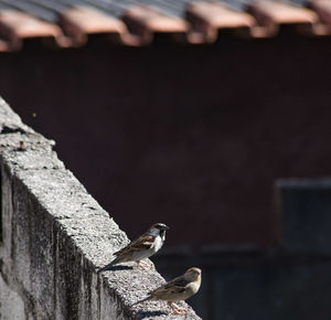 Close-up of bird on wall