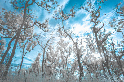 Low angle view of bare trees against sky