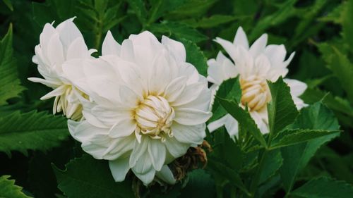 Close-up of white flowers blooming outdoors