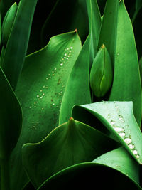 Close-up of succulent plant