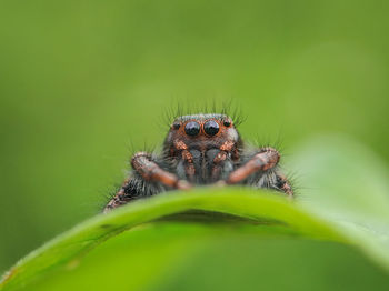Close-up of spider on leaf