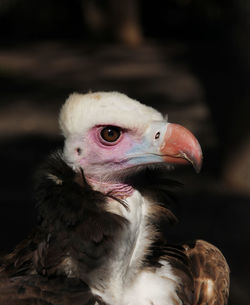 A bird of prey of the eagle family predatory gaze sharp beak