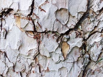 Close up of tree bark