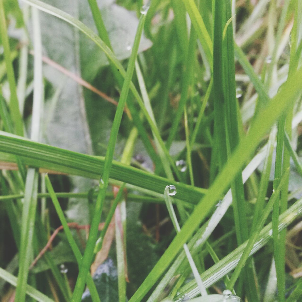 green color, grass, blade of grass, growth, close-up, drop, plant, nature, selective focus, leaf, wet, beauty in nature, field, focus on foreground, water, green, freshness, dew, day, outdoors