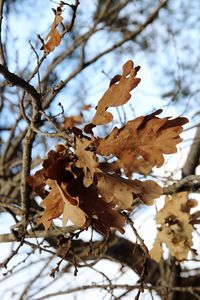 Low angle view of dry tree against sky during winter